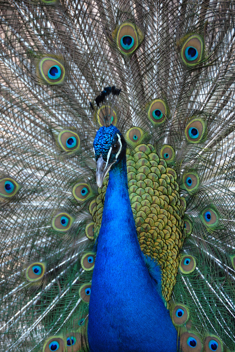 the peacok