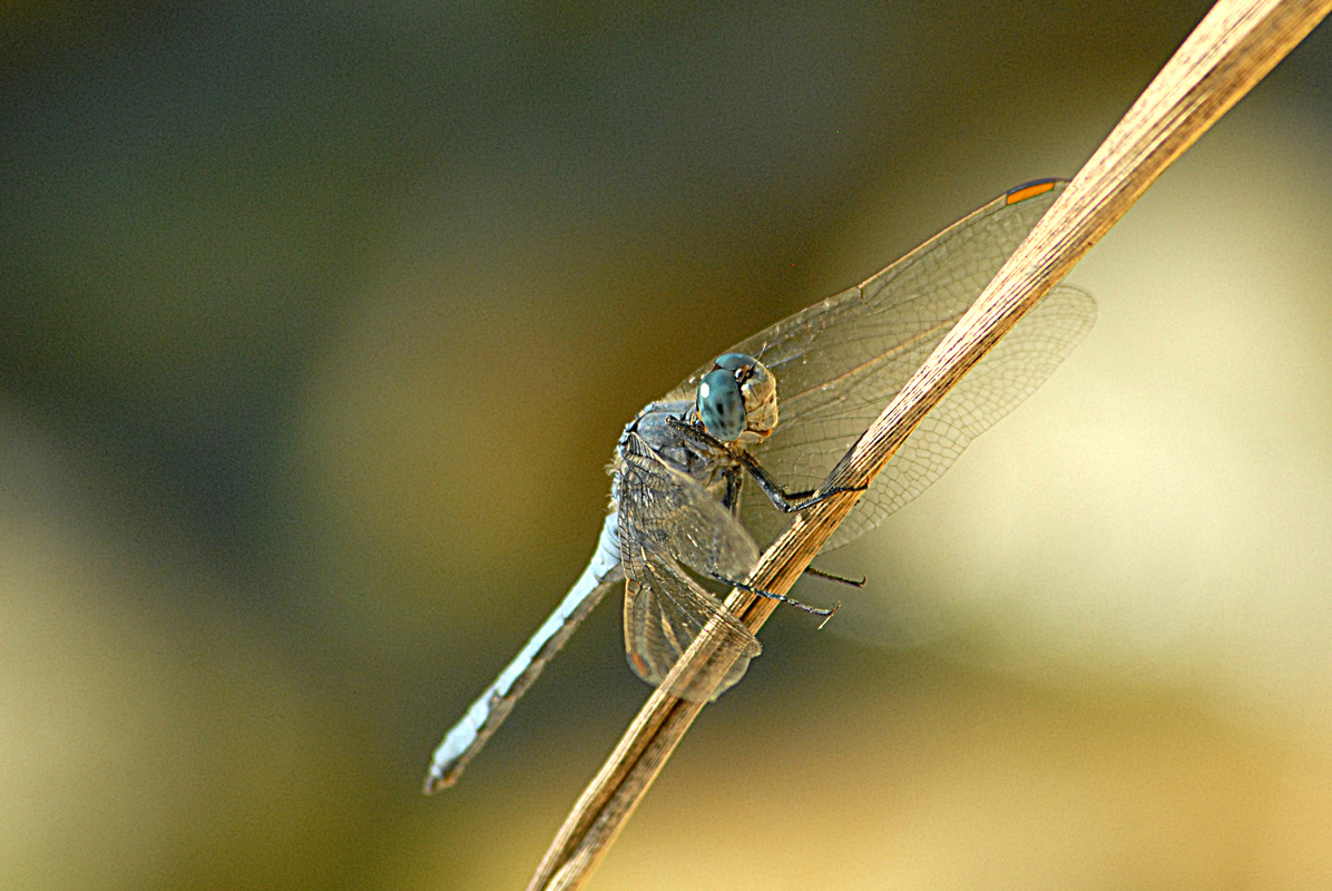 Dragon fly 2
