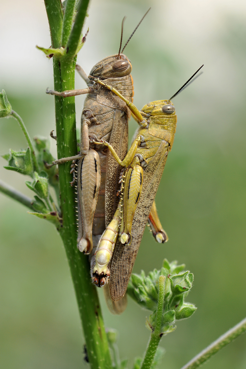 grasshoppers 5