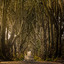 Dark Hedges, Antrim
