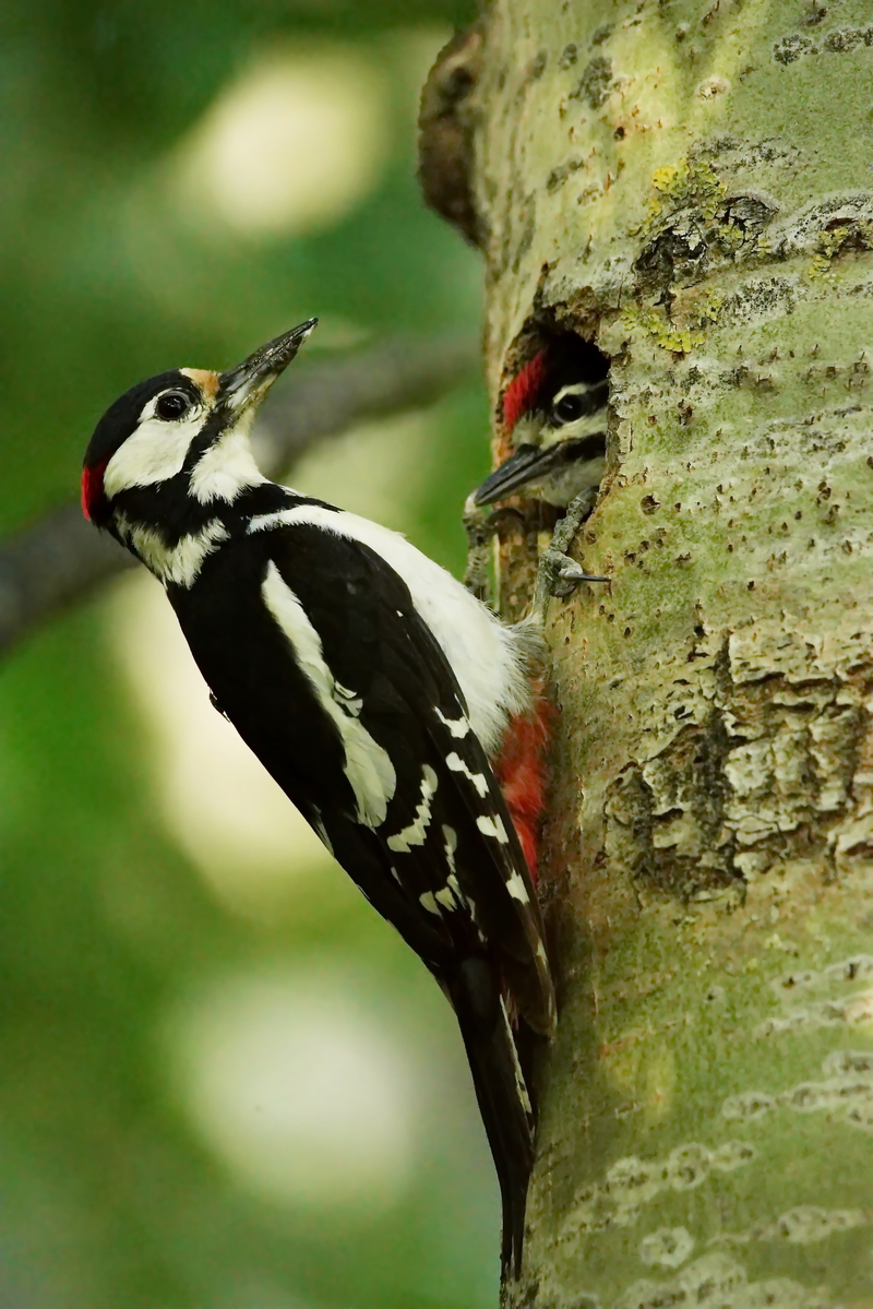 Большой пестрый дятел.