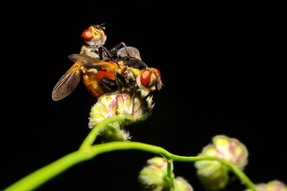 Основной инстинкт. Мушки.