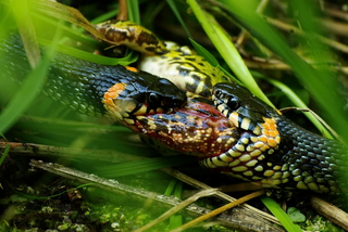 Ужин вдвоем.