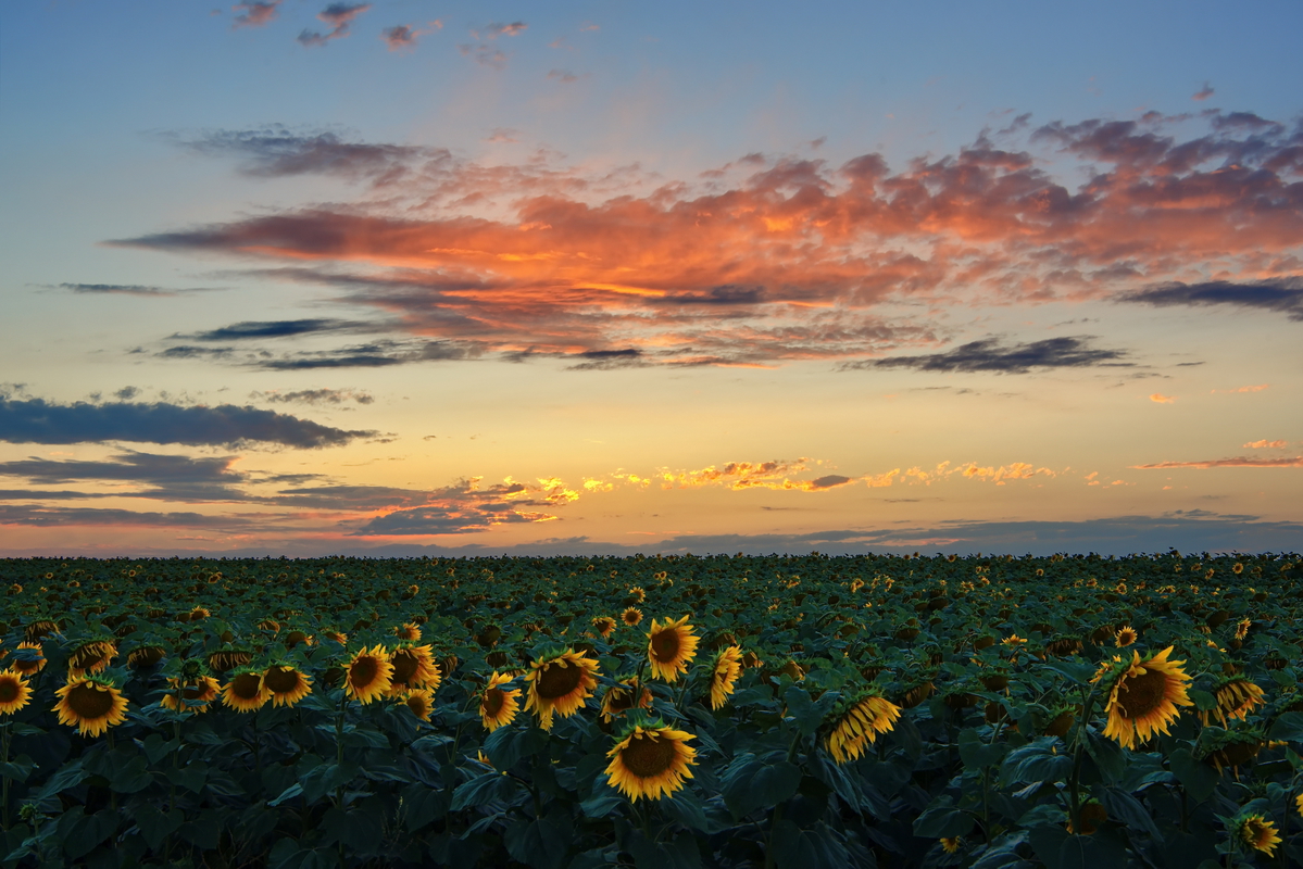 Подсолнечный вечер.