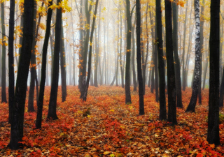 туманний ліс