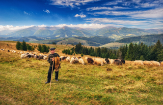 Карпатський пастух