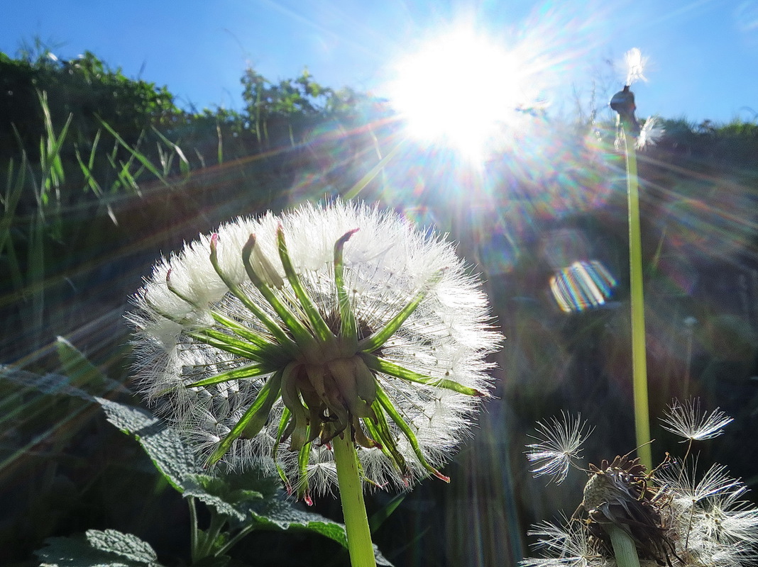 Сверхновая