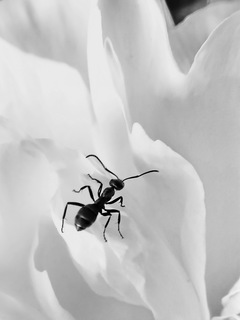 В дебрях цветка