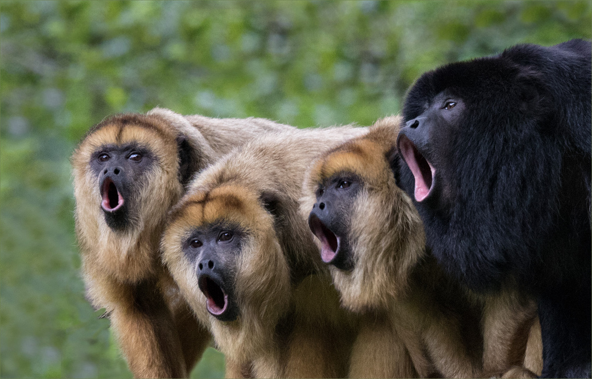 Paraguayan Howler Choir