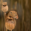 Harvest Mouse Sentry
