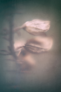 Ніжність сумна...