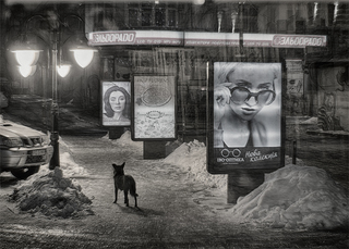 Урбаністика і пес