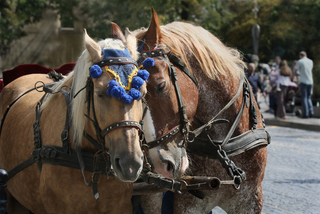 The enslavement of life