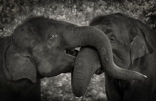 Tow Elephant In Love