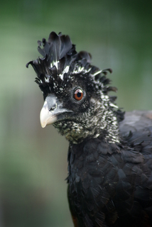 Україна_Чекановський Андрій_Допитливий птах Чубач рудий