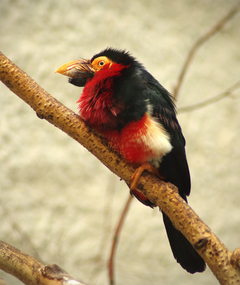 Україна_Чекановський Андрій_Поважний птах вусань сенегальский