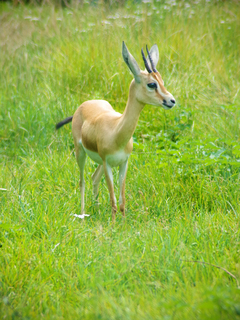Україна_Чекановський Андрій_Беспечне пасовисще
