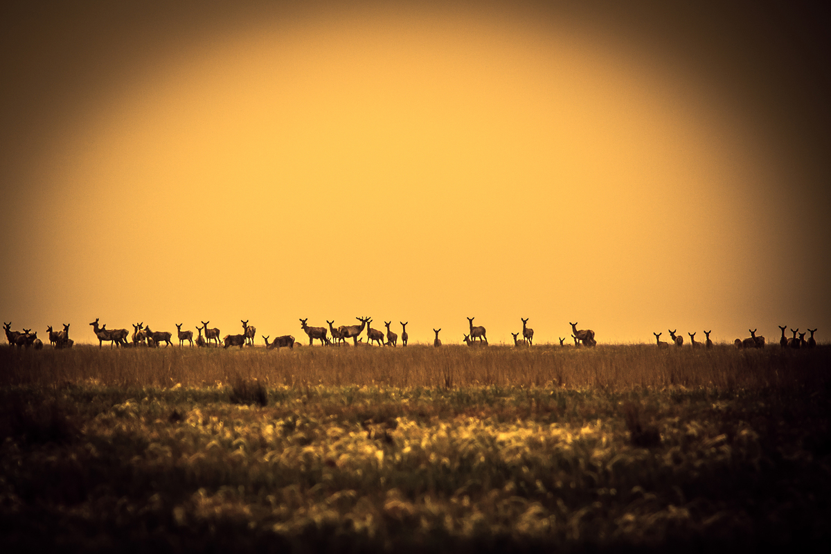 Незвичайний горизонт