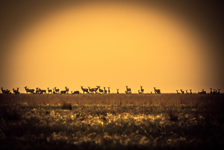 Незвичайний горизонт