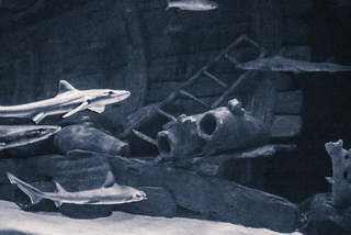 Підводні таємниці