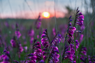 Summer in tall grasses