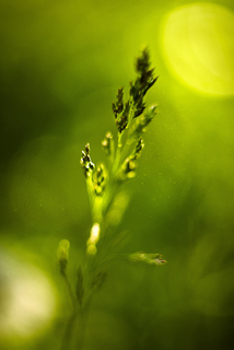 просто травинка