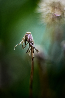 одинокая старость