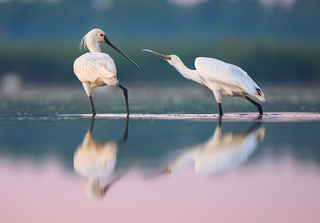 Косарі на світанку