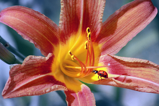 Melody on strings of summer