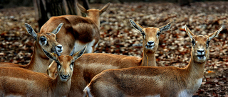 Груповий портрет
