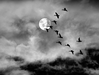 Осінній політ