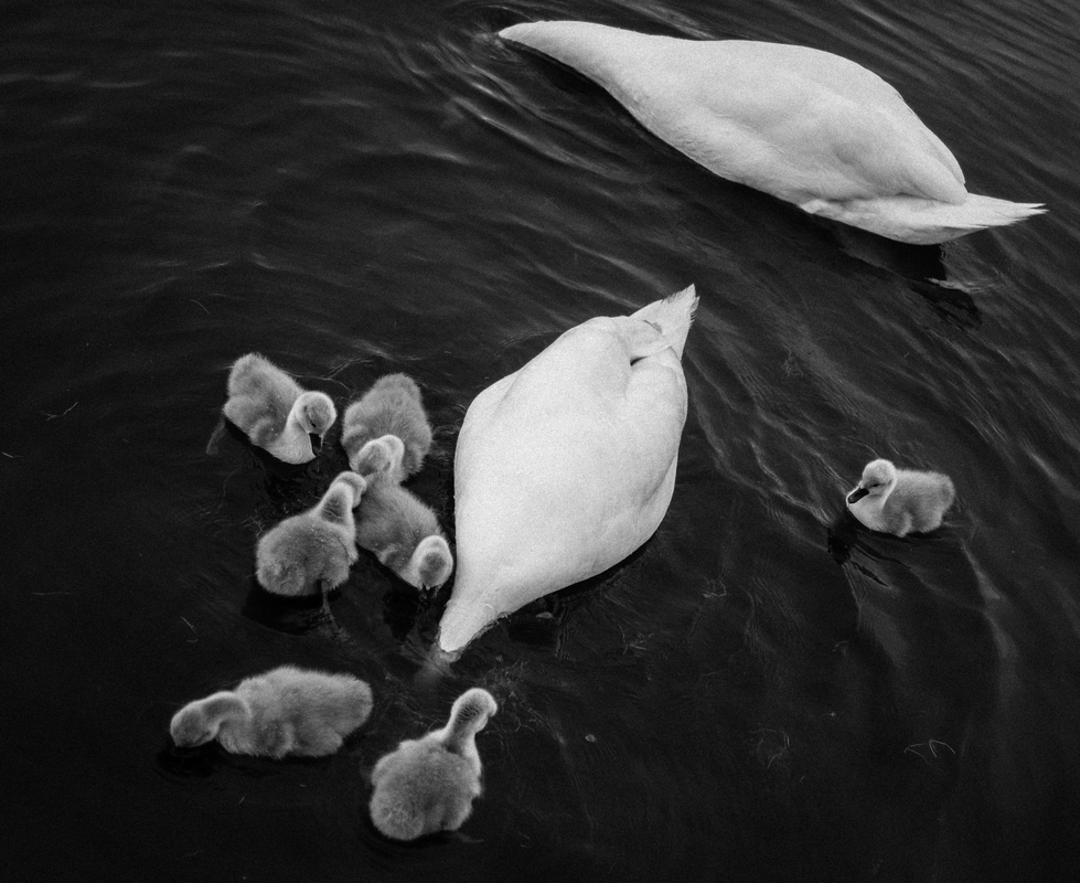 2 swans and chicks