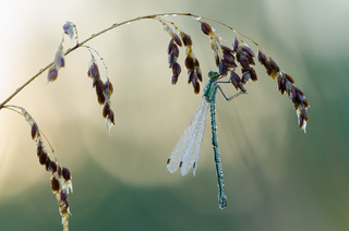 Пробудження