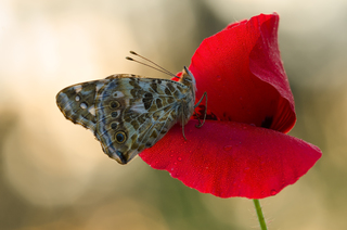 Ранкова свіжість