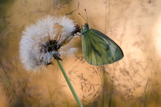 Вечір на кульбабі