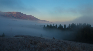 Туман огортає ялинки