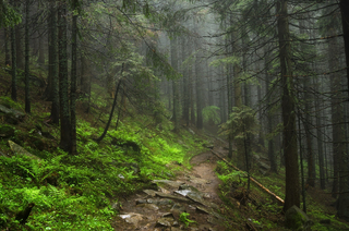 Карпатською стежкою