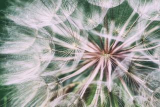 Парасольки