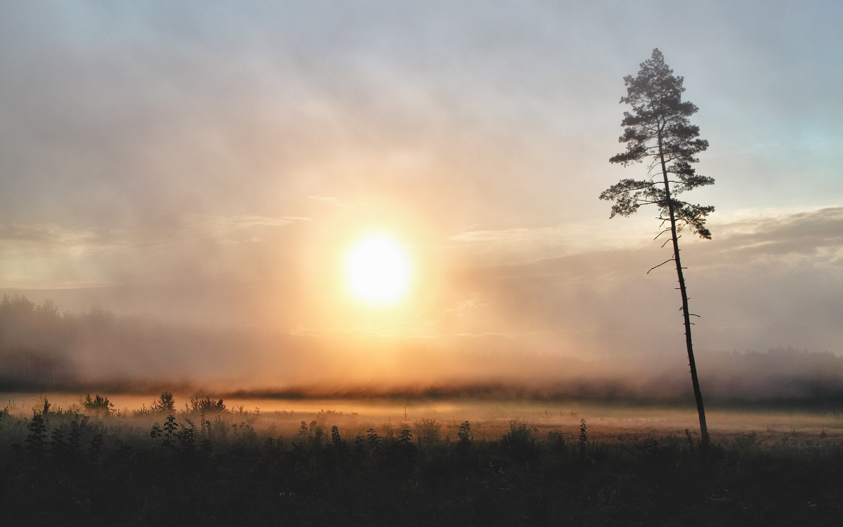 Туманний світанок
