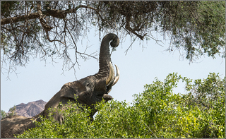 Elephant gourmet Khowarib