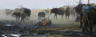 Elephants mudbath