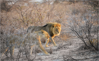 Lions Etosha early morning
