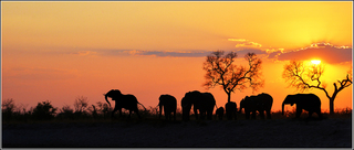 Elephants Babwata NP1