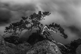 Крымский бонсай