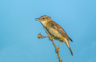 Sedge Warbler