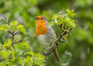 Robin Redbreast in Song