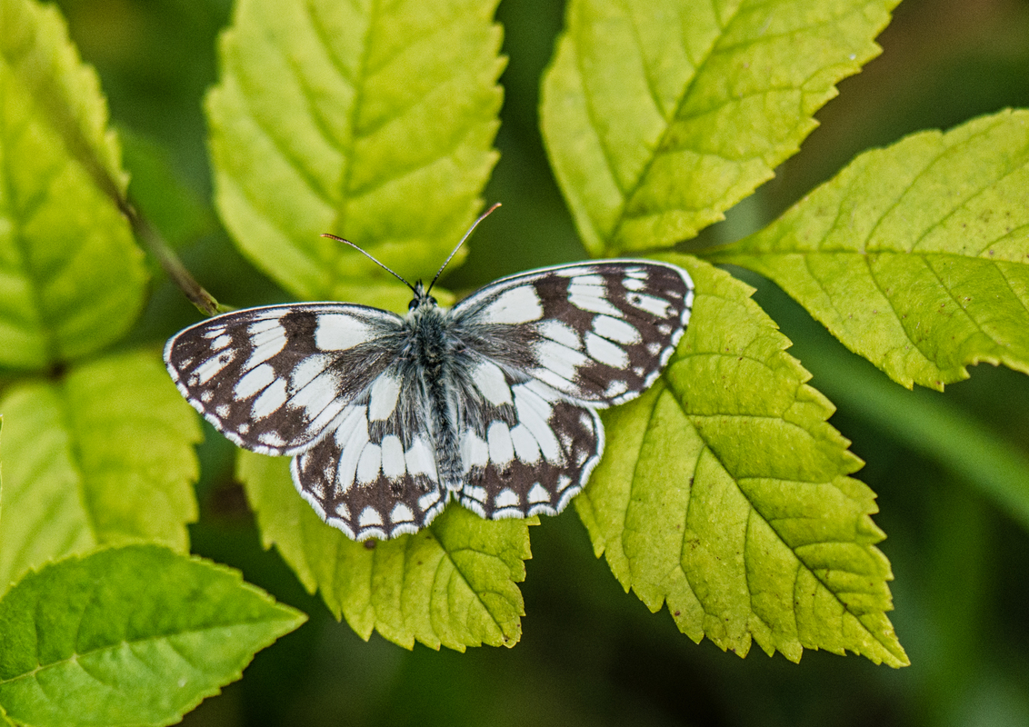 Marbled White Butterfly