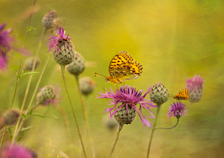 Fritillaries on Wildflowers