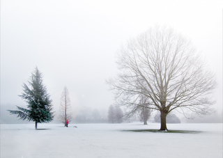 Winter in Clumber Park
