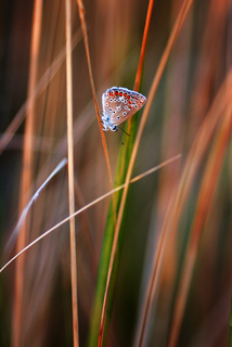 вечер в траве